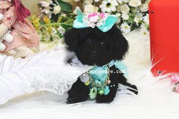 pocket teacup - super tiny teacup poodle 01