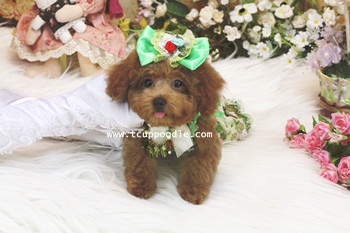 teacup poodle 01