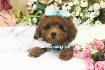 teacup - big teacup poodle 06