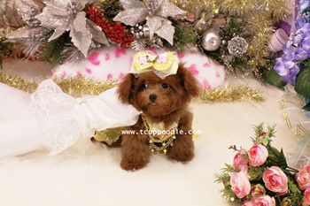 small teacup - super tiny teacup poodle 01