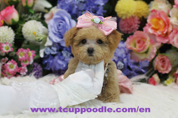 Pocket Teacup -Super Tiny Teacup Poodle-04