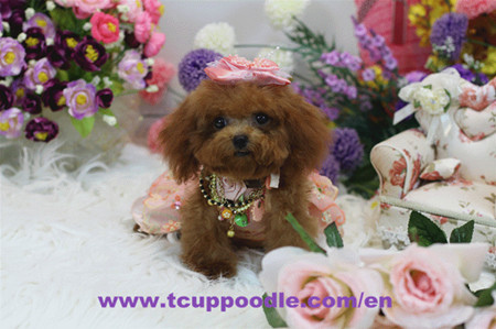 super tiny teacup poodle red colorful 1_副本(1)_副本