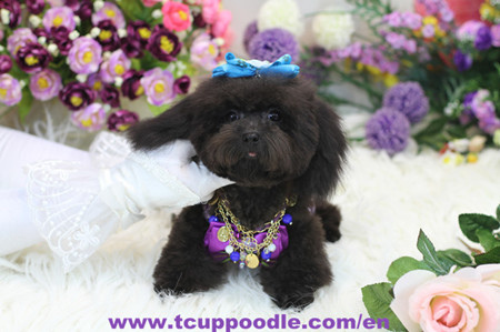 small teacup poodle 2 -358(2)_副本