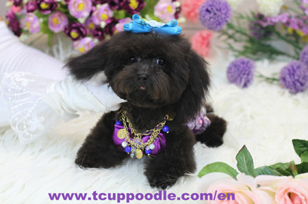 small teacup poodle 5 -358(3)_副本