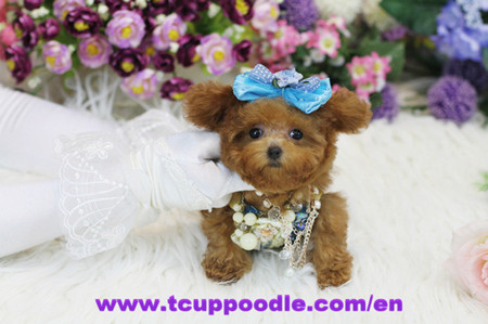 pocket-super tiny teacup poodle IAN 4(1)_副本