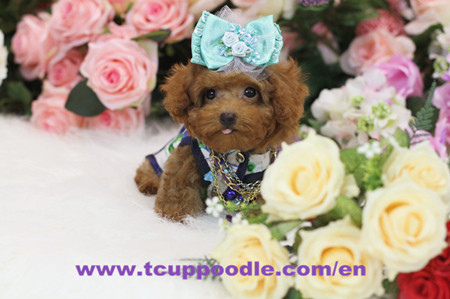 Super Tiny Teacup-Small Teacup Poodle379-2