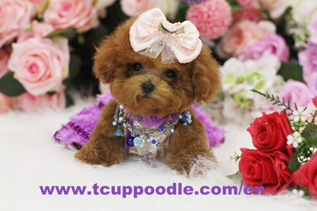 Super Tiny Teacup Poodle-Angela-4_副本