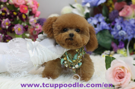 pocket teacup poodle 2701_副本