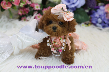 Pocket Teacup -Super Tiny Teacup Poodle-04