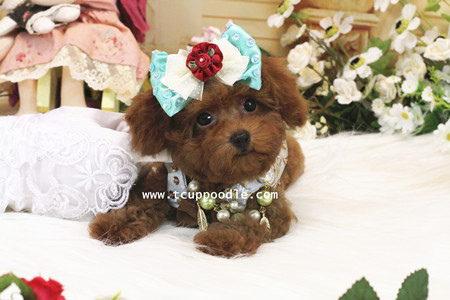 pocket teacup poodle 24703_副本