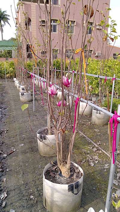 辛夷 鄉林園藝 痞客邦