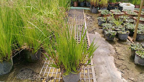 水菖蒲 鄉林園藝 痞客邦