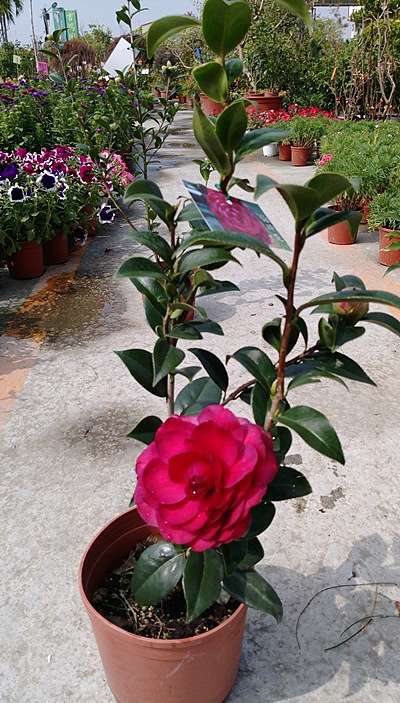 伯拜范 鄉林園藝 痞客邦 伯拜范 鄉林園藝 痞客邦