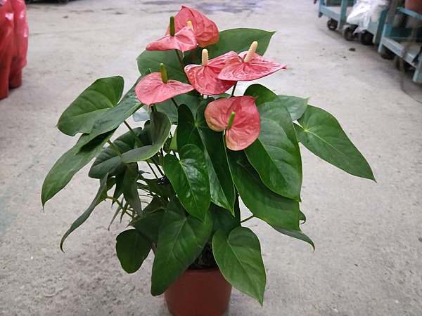 火鶴 鄉林園藝 痞客邦