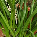 Sansevieria cylindrica.jpg