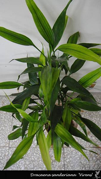 D. sanderiana ’Virens’ 萬年竹、開運竹.jpg