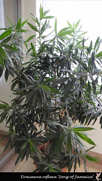 Dracaena reflexa ‘Song of Jamaica’-5.jpg