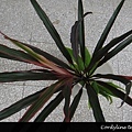 Cordyline terminalis ‘Bella’.jpg