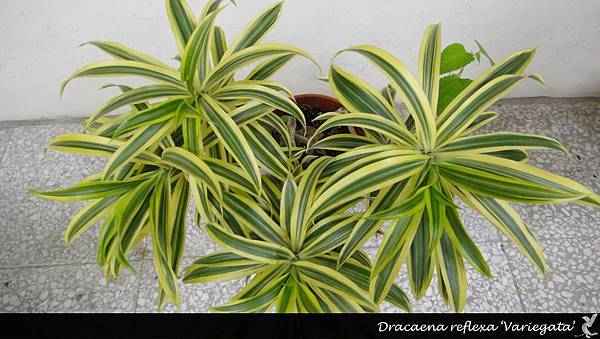 Dracaena reflexa ‘Variegata’.jpg