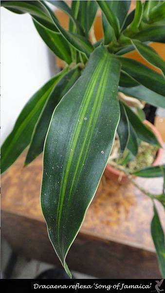 Dracaena reflexa ‘Song of Jamaica’-3.jpg