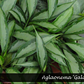 Aglaonema ‘Galaxy’ 銀河.png