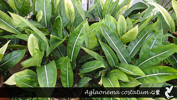 Aglaonema costatum 心葉.png