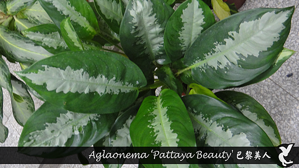 Aglaonema ‘Pattaya Beauty' 巴黎美人.png