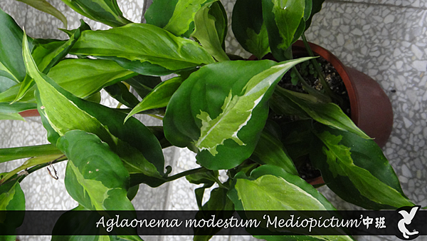 Aglaonema modestum ‘Mediopictum’中班.png