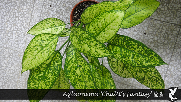 Aglaonema ‘Chalit’s Fantasy'  愛玉.png