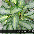 Aglaonema ‘Golden Bay’.png