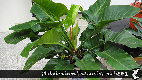 Philodendron 'Imperial Green' 綠帝王.png
