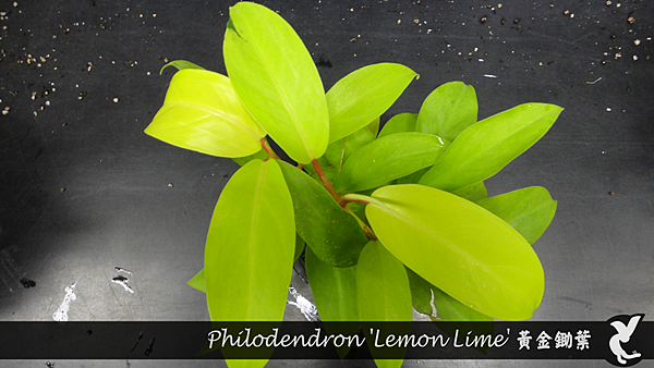 Philodendron 'Lemon Lime' 黃金鋤葉.png