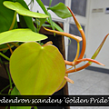 Philodendron scandens 'Golden Pride' 黃金園葉.png