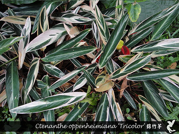 Ctenanthe oppenheimiana ‘Tricolor’ 錦竹芋.png