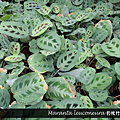 Maranta leuconeura 豹紋竹芋.png