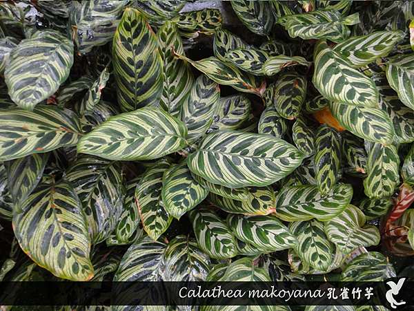 Calathea makoyana 孔雀竹芋.png