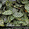 Calathea makoyana 孔雀竹芋.png