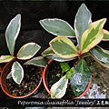 Peperomia clusiaefolia ‘Jewelry’ 三色椒草.png