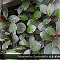 Peperomia clusiaefolia 紅邊(孃)椒草.png