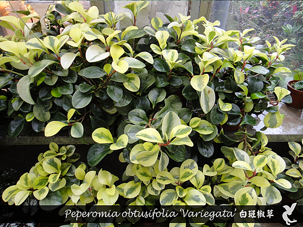 Peperomia obtusifolia ‘Variegata’ 白斑椒草.png