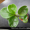 Peperomia obtusifolia 圓葉椒草.png