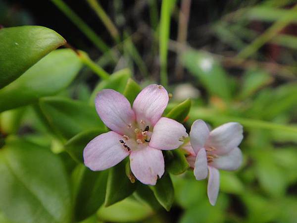 DSC08457濱排草、毛葉珍珠菜