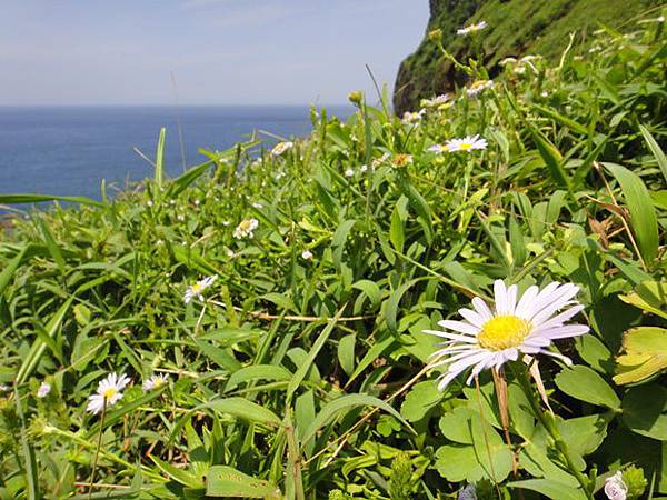 DSC08370台灣狗娃花