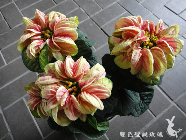 雙色玫瑰(Winter Rose Marble)-1