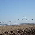 2009sandhill crane 023.jpg