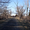 2009sandhill crane 032.jpg