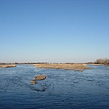 2009sandhill crane 036.jpg