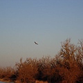 2009sandhill crane 087.jpg