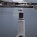 Sydney_20100812_0037.jpg