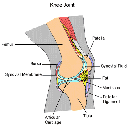 knee-joint